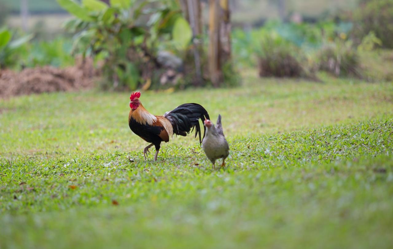 Baan Suan Jantra Home Stay Chiang Rai Exteriör bild